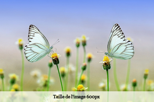 Deux papillons posés sur des fleurs.