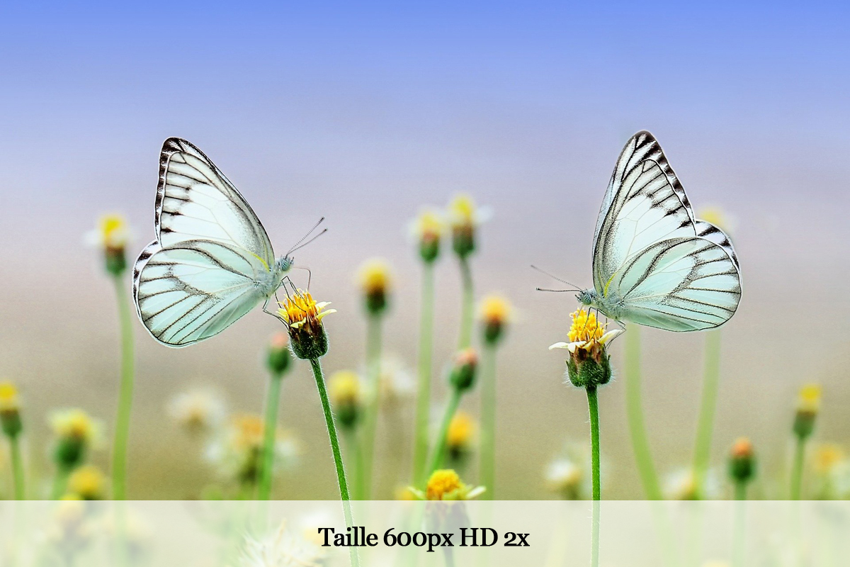 Deux papillons posés sur des fleurs.